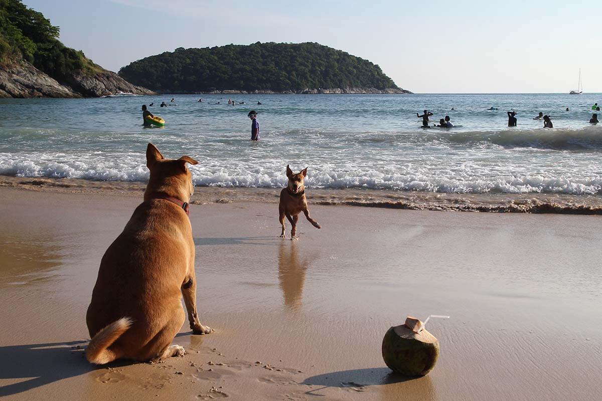 Can pets be brought into Thailand in 2023? Can pets be brought into Thailand in 2023?