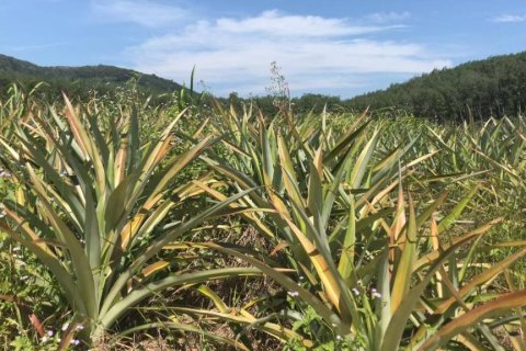 Terreno en Rayong, Tailandia № 172825 - foto 3