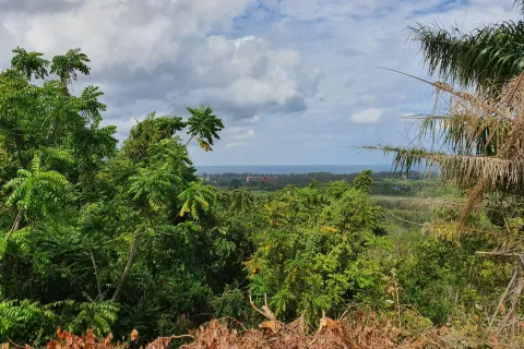 Land in Mai Khao, Thailand 8000 sq.m. № 156091 - photo 4