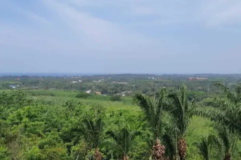 Land in Mai Khao, Thailand 8000 sq.m. № 156091 - photo 16