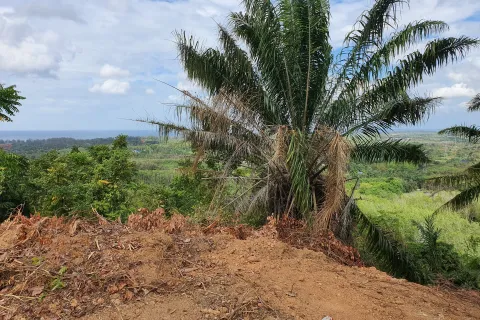 Land in Mai Khao, Thailand 8000 sq.m. № 156091 - photo 5