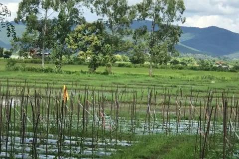 ที่ดินในเชียงใหม่, ประเทศไทย № 162832 - รูปถ่าย 3