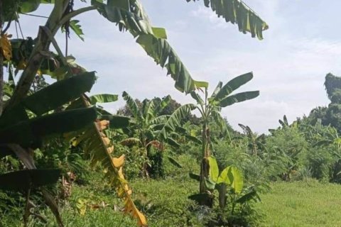 Terreno en Pattaya, Tailandia № 233480 - foto 4