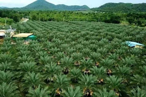 Terreno en Tha Yang, Tailandia № 135155 - foto 3