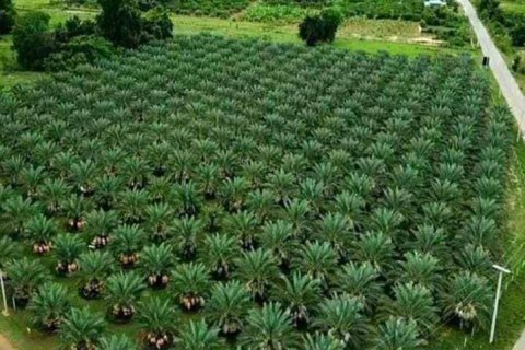Terreno en Tha Yang, Tailandia № 135155 - foto 2