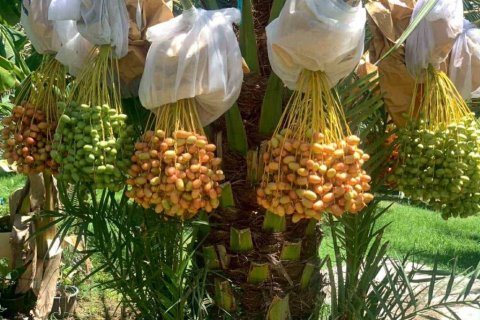 Terreno en Tha Yang, Tailandia № 135155 - foto 5