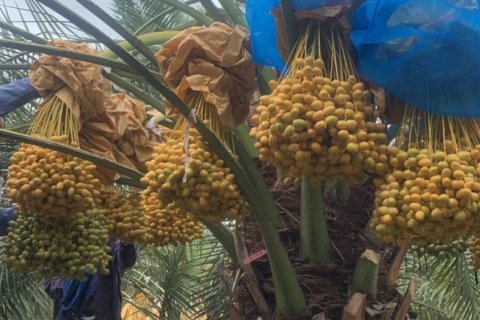 Terreno en Tha Yang, Tailandia № 135155 - foto 4