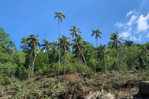 Terreno en Surat Thani, Tailandia № 116874 - foto 3