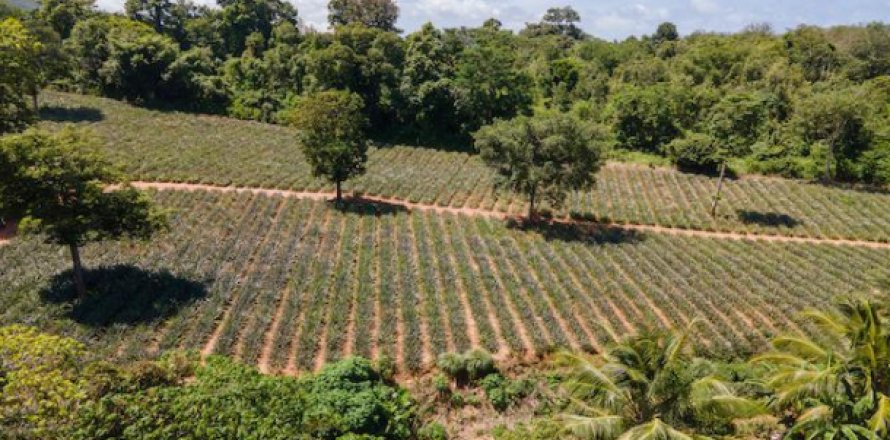 Terreno 11200 m2 en Mai Khao, Tailandia № 202526