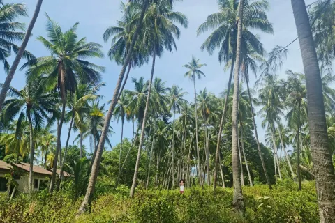 Grundstück in Ko Samui, Thailand 9336 m2 № 159468 - Foto 4