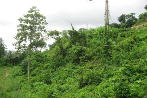 Terreno 9600 m2 en Kathu, Tailandia № 202442 - foto 5