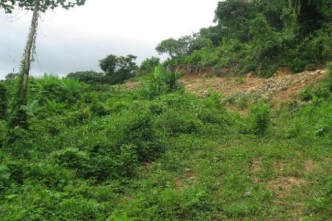 Terreno 9600 m2 en Kathu, Tailandia № 202442 - foto 3