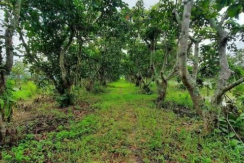 Terreno en Chiang Rai, Tailandia № 162300 - foto 10