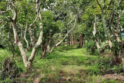 Terreno en Chiang Rai, Tailandia № 162300 - foto 7