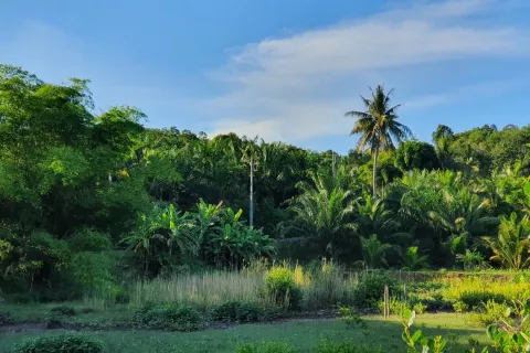 Land in Ao Luek, Thailand 10000 sq.m. № 139217 - photo 3