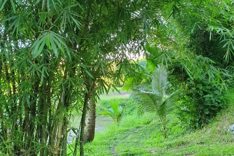 Land in Ao Luek, Thailand 10000 sq.m. № 139217 - photo 18
