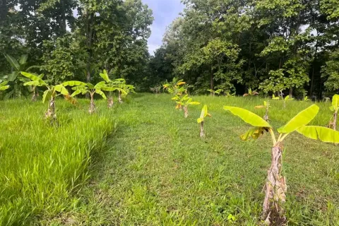 Terreno en Chiang Mai, Tailandia № 162752 - foto 4