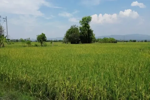 Terreno en Chiang Mai, Tailandia № 162787 - foto 13