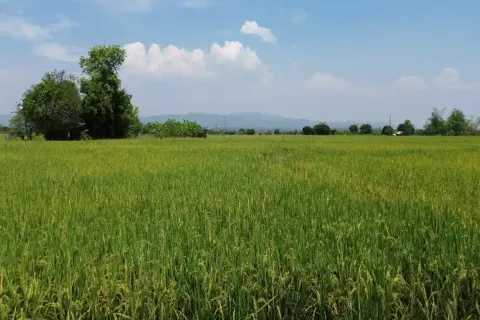Terreno en Chiang Mai, Tailandia № 162787 - foto 12