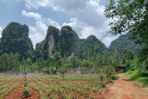 Terreno en Krabi, Tailandia № 134633 - foto 4