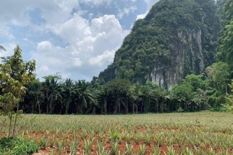 Terreno en Krabi, Tailandia № 134633 - foto 2