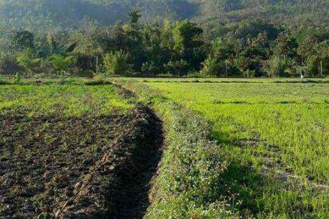 Terreno en Chiang Mai, Tailandia № 162825 - foto 3