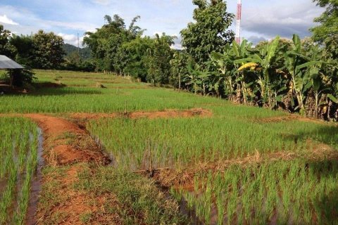 Terreno en Chiang Mai, Tailandia № 162491 - foto 5