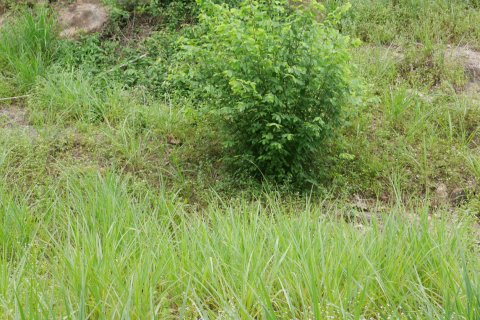 Terreno en Ko Samui, Tailandia № 135362 - foto 8