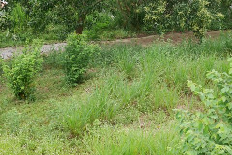 Terreno en Ko Samui, Tailandia № 135362 - foto 6