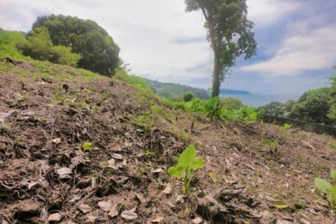 Terreno 3932 m2 en Kamala, Tailandia № 191250 - foto 13
