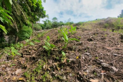 Terreno 3932 m2 en Kamala, Tailandia № 191250 - foto 12
