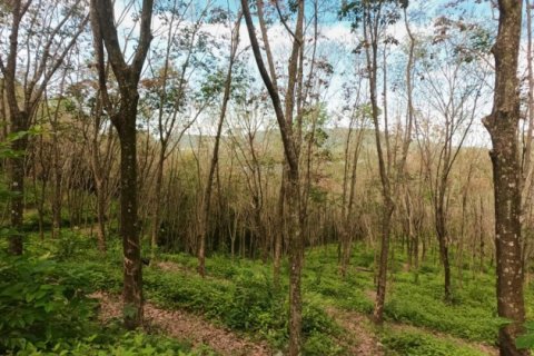 Terreno 58582 m2 en Pa Klok, Tailandia № 191248 - foto 3