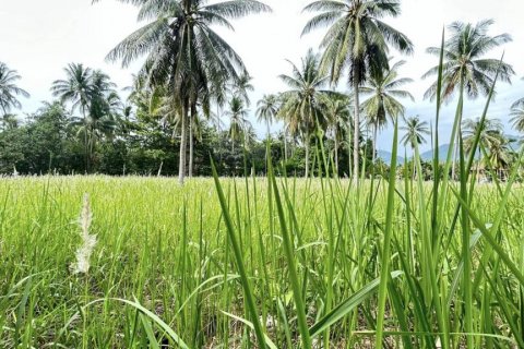 Terreno en Surat Thani, Tailandia № 115700 - foto 8