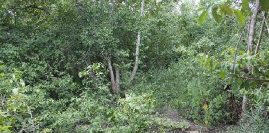 Terreno 11200 m2 en Cha-am, Tailandia № 202484