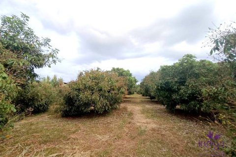 Terreno en Chiang Mai, Tailandia № 162554 - foto 8