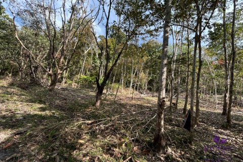 Land in Chiang Mai, Thailand № 205565