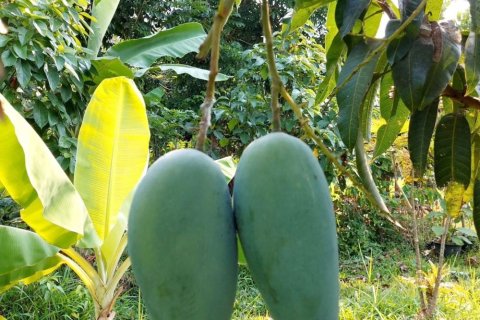 Terreno en Chiang Mai, Tailandia № 162561 - foto 30