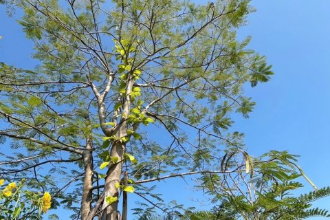 Terreno en Chiang Mai, Tailandia № 162561 - foto 26