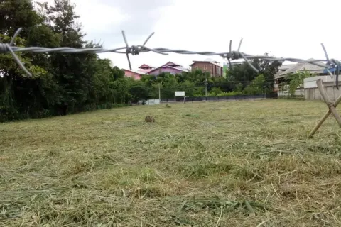 Terreno en Chiang Mai, Tailandia № 162850 - foto 6
