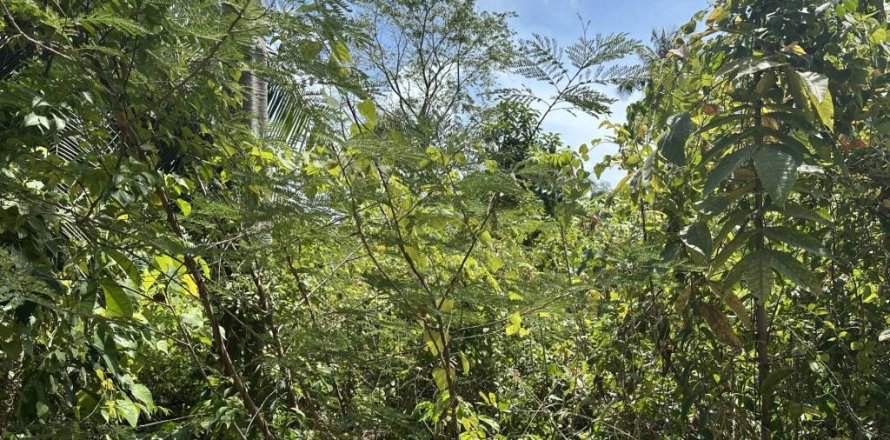 Terreno en Surat Thani, Tailandia № 172935