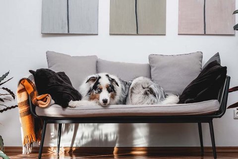 Rules for transporting pets to Thailand in 2024