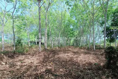 Terreno en Phuket, Tailandia № 131593 - foto 6