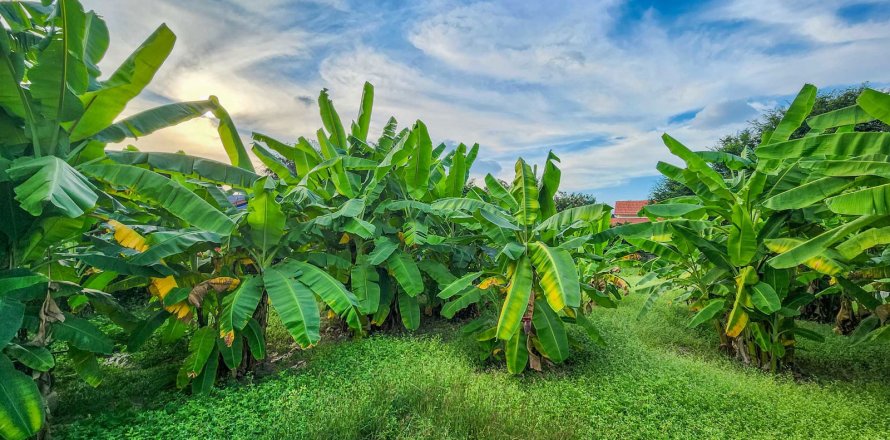 Terreno en Chiang Mai, Tailandia № 126331