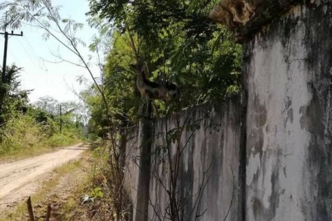 Land in Mae Taeng, Thailand № 116152 - photo 8