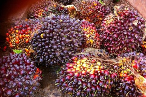 Terreno en Krabi, Tailandia № 124804 - foto 9