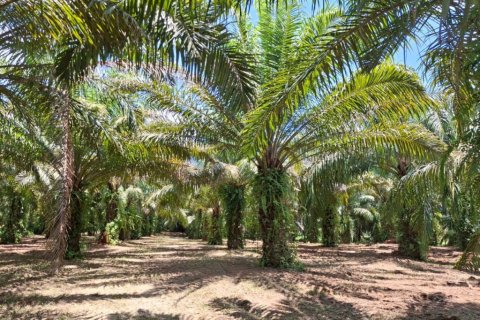 Terreno en Krabi, Tailandia № 124804 - foto 4