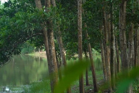 Land in Phang Nga, Thailand № 82045 - photo 6
