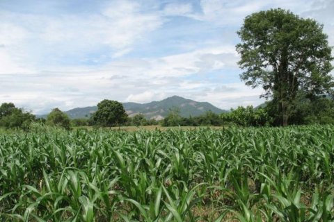 Terreno en Chiang Khong, Tailandia № 132534 - foto 10