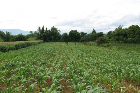 Terreno en Chiang Khong, Tailandia № 132534 - foto 9
