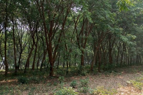 Terreno en Chiang Saen, Tailandia № 126636 - foto 8